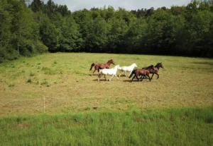 pension chevaux Thiers